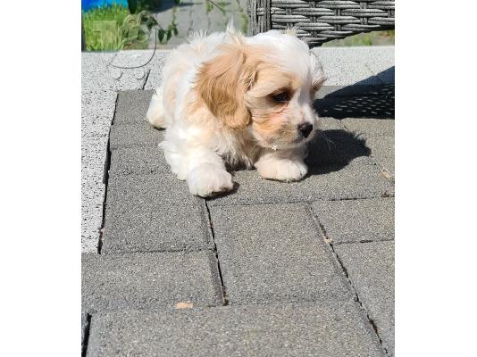 PoulaTo: Όμορφο όμορφο Cavachon