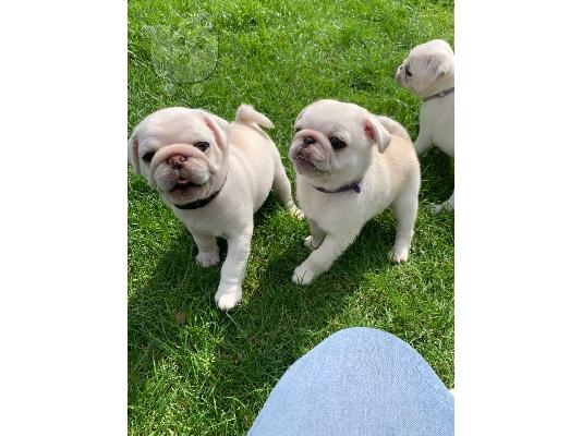 Μειωμένα 5 εκπληκτικά κουτάβια Pug έτοιμο να φύγει τώρα...