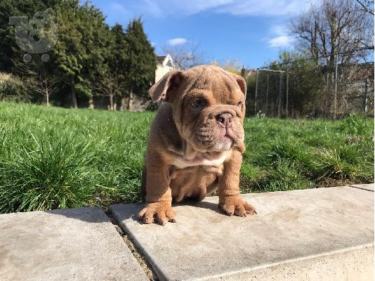 Αγγλικά μπουλντόγκ για Rehoming