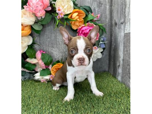 PoulaTo: Κουτάβια Boston Terrier για εσάς