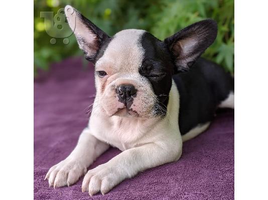 Boston Terrier κουτάβια προς πώληση