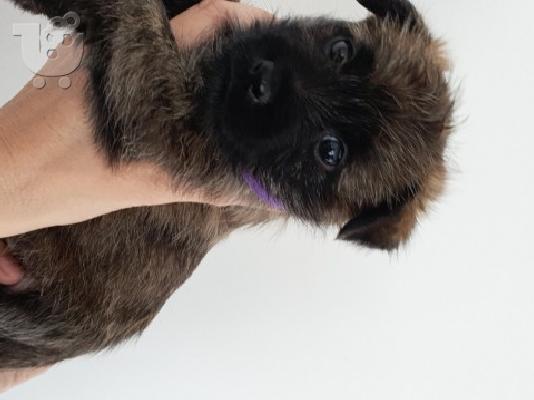 Λατρευτά κουτάβια Cairn Terrier