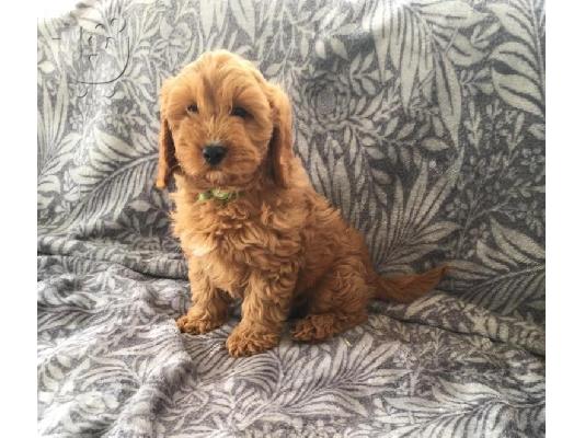 Διαθέσιμα χαριτωμένα κουτάβια Cavapoo.