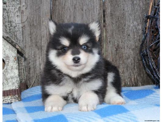 PoulaTo: κουτάβια pomsky