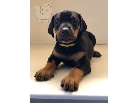 PoulaTo: Champion Pedigree Dobermann κουτάβια