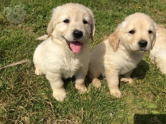 PoulaTo: Golden Retriever x Golden Labrador κουτάβια