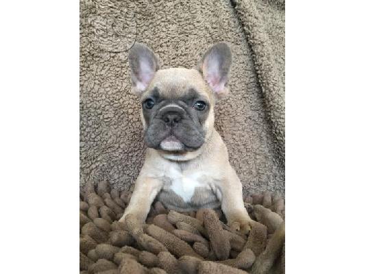 PoulaTo: French bulldog γαλλικο μπουλντογ