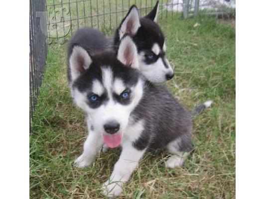 PoulaTo: Χάσκι Σιβηρίας (Siberian Husky)