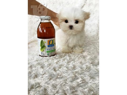 PoulaTo: Μαλτεζ μινι - Maltese puppies