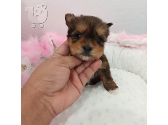 Μικρή Yorkie