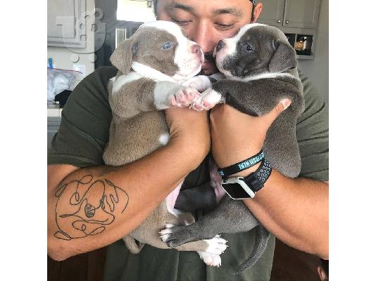 PoulaTo: PITBULL