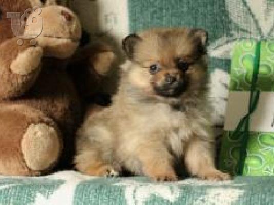 PoulaTo: Αξιολάτρευτο Pomeranian Puppies γενεαλογικό