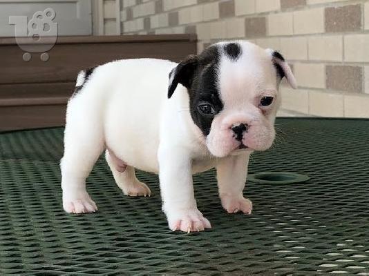 PoulaTo: AKC quality French Bulldog Puppy for free adoption!!!