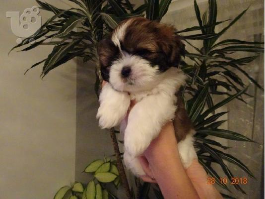 PoulaTo: Χαριτωμένο και όμορφο Shih Tzu Pups