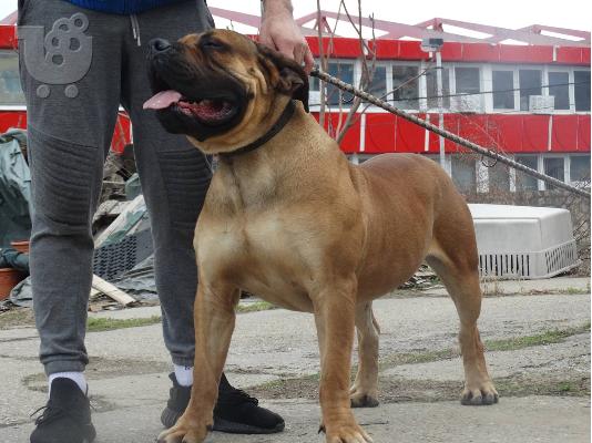 Νοτιοαφρικανικό Mastiff Boerboel κουτάβια προς πώληση