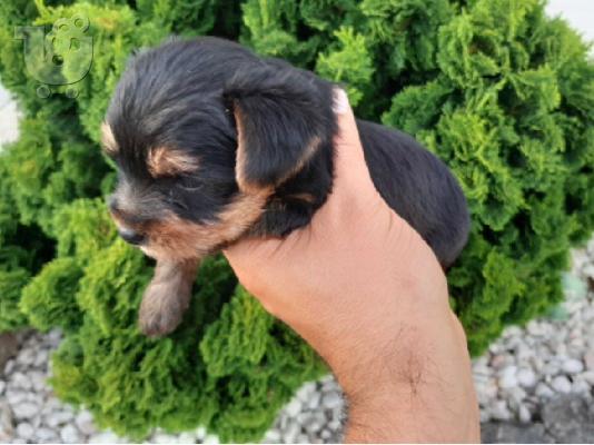 PoulaTo: Κουτάβια Toy Yorkie