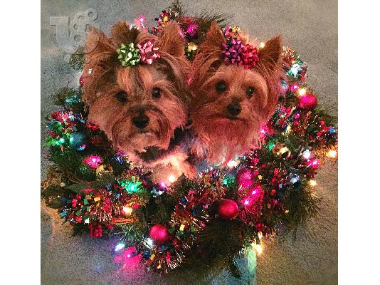 ***Home Raised and House Broken Yorkies Διατίθενται Δωρεάν***