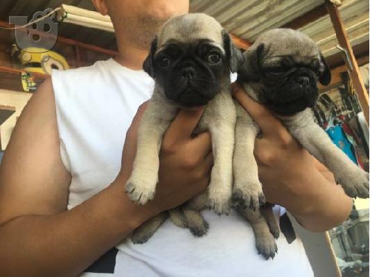 PoulaTo: Το σπίτι έθεσε Pug κουτάβια για rehoming