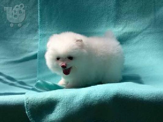 Τα κουτάβια Pomeranian Purebian διαθέσιμα