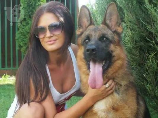 German Shepherd Καθαροαιμα κουτάβια ευκαιρία ΚΡΗΤΗ 6988190151...
