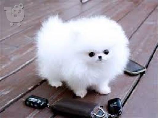 PoulaTo: Καθαρόαιμα κουτάβια Pomeranian