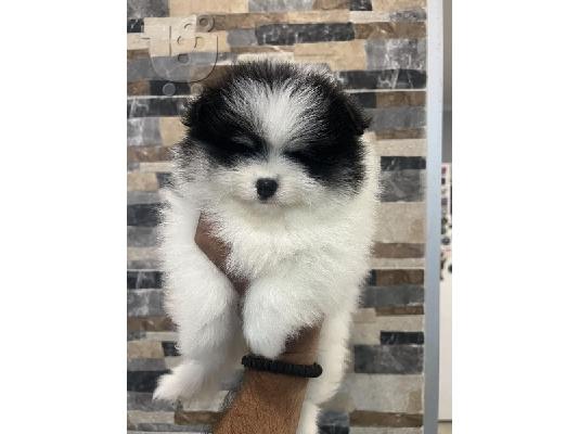 PoulaTo: Κουτάβια Pomeranian