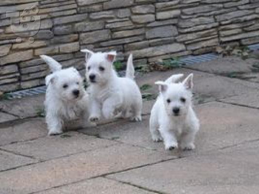 PoulaTo: Δυτική Highland Terrier Pups