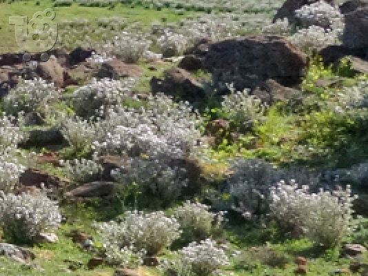 Καθαρισμός Οικοπέδων Αχαρναί 694 7329 435 Κάδοι Μπαζών Αχαρναί Katharismos Oikopedwn Axarn...