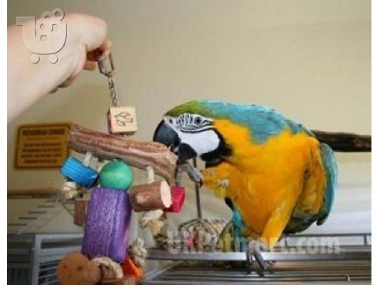 PoulaTo: Tame Blue και Gold Macaw 12mths με το κλουβί και τα παιχνίδια