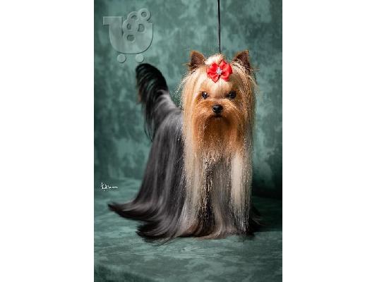 PoulaTo: Κουτάβια Mini Yorkshire terrier