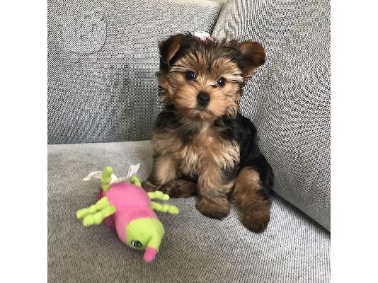 PoulaTo: Πωλείται κουτάβι Yorkie