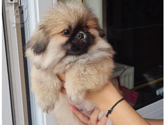 PoulaTo: Pekingese