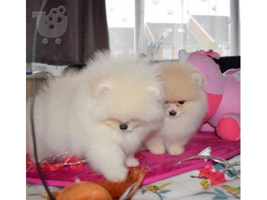 PoulaTo: Καταπληκτικά κουτάβια από Pomeranian!
