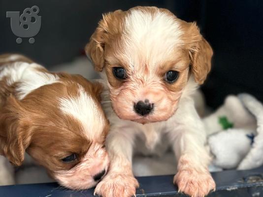 PoulaTo: Κουτάβια σπανιέλ Cavalier King Charles