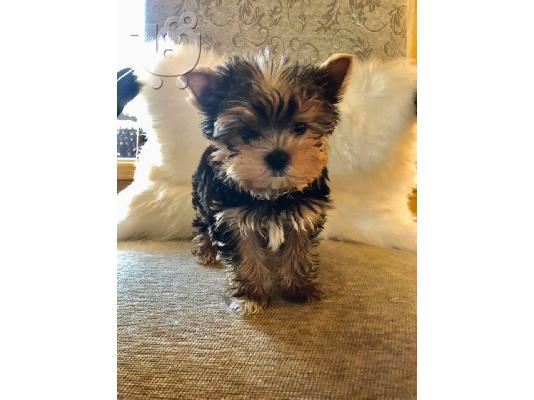 PoulaTo: 2 θαυμάσια κουτάβια Yorkie