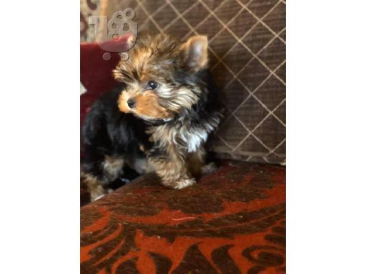 PoulaTo: AKC ΕΓΓΕΓΡΑΜΜΕΝΟ YORKSHIRE TERRIER Κουτάβια