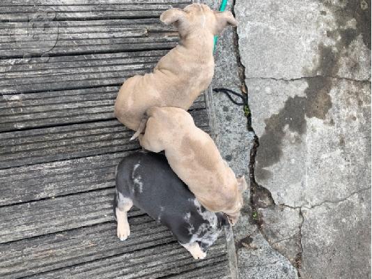 PoulaTo: Όμορφα κουτάβια Pitbull !!