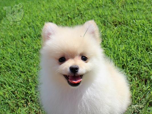 PoulaTo: Κορυφαία ποιότητα εγγεγραμμένη Pomeranian