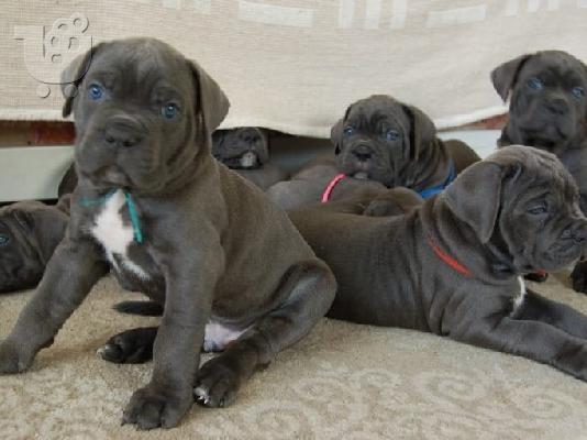 Cane Corso κουταβια ΣΥΣΤΑΣΗ