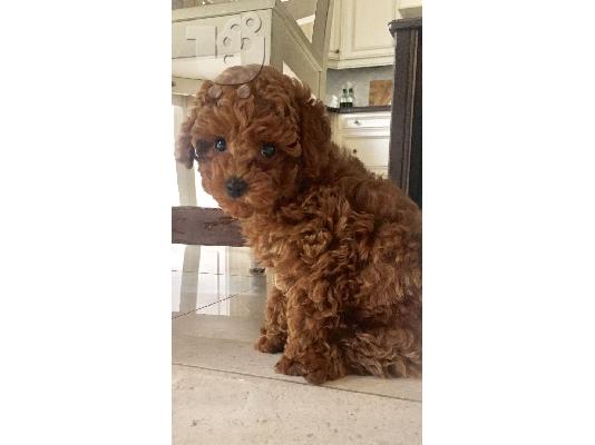 PoulaTo: Caniche mini - Κανίς μίνι