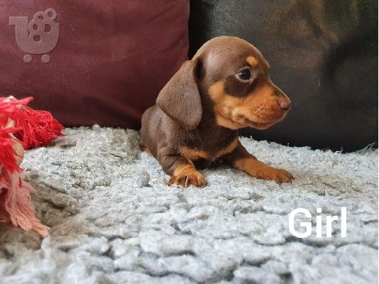 PoulaTo: Όμορφα κουτάβια dachshund+34634098453