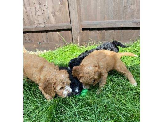 PoulaTo: F2 Cockapoo κουτάβια προς πώληση στο Loving Forever Home