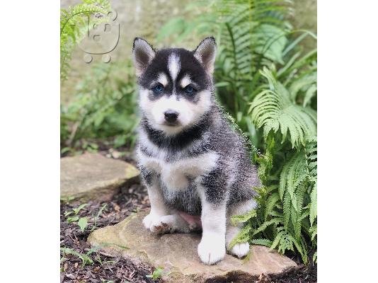 Γνήσιο εκπληκτικό F3 Pomskies.