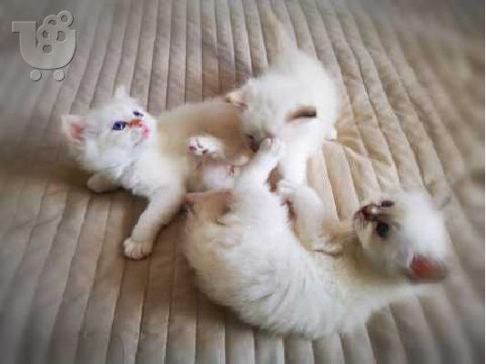 PoulaTo: Έχουμε ένα εντυπωσιακό αρσενικό Birman Kitten