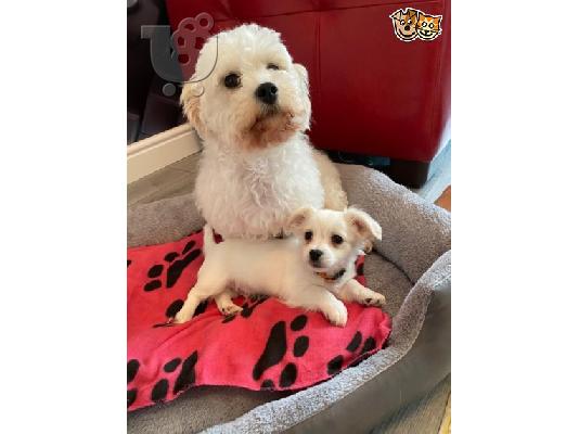 Κουτάβια Cavachon