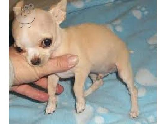 Lovely κουτάβια Chihuahua προς πώληση