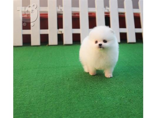 PoulaTo: Ελκυστικά κουτάβια φλυτζανιών τσαγιού Pomeranian
