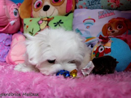 PoulaTo: Ανεκτίμητη γενεαλογία Maltese Puppy έτοιμο για υιοθεσία!