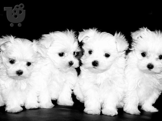 PoulaTo: Maltese mini