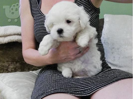 Fantastic Maltese Puppies προς πώληση